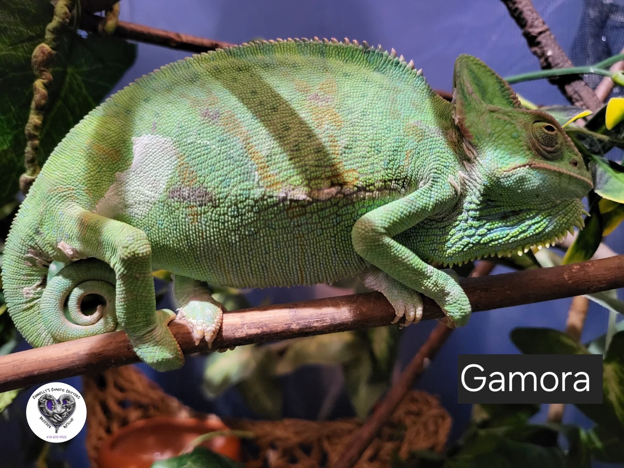 Chamelions