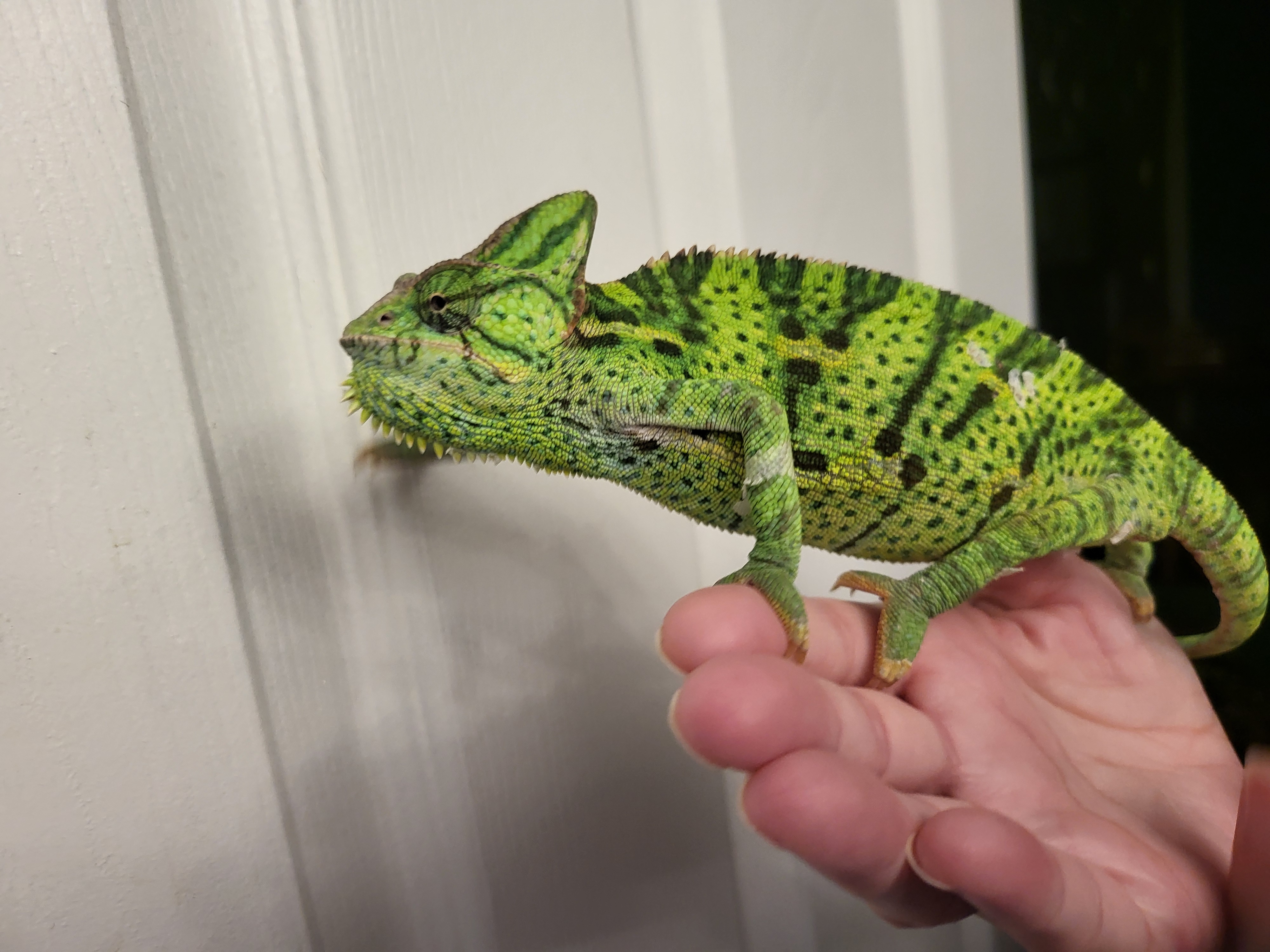 Chamelions