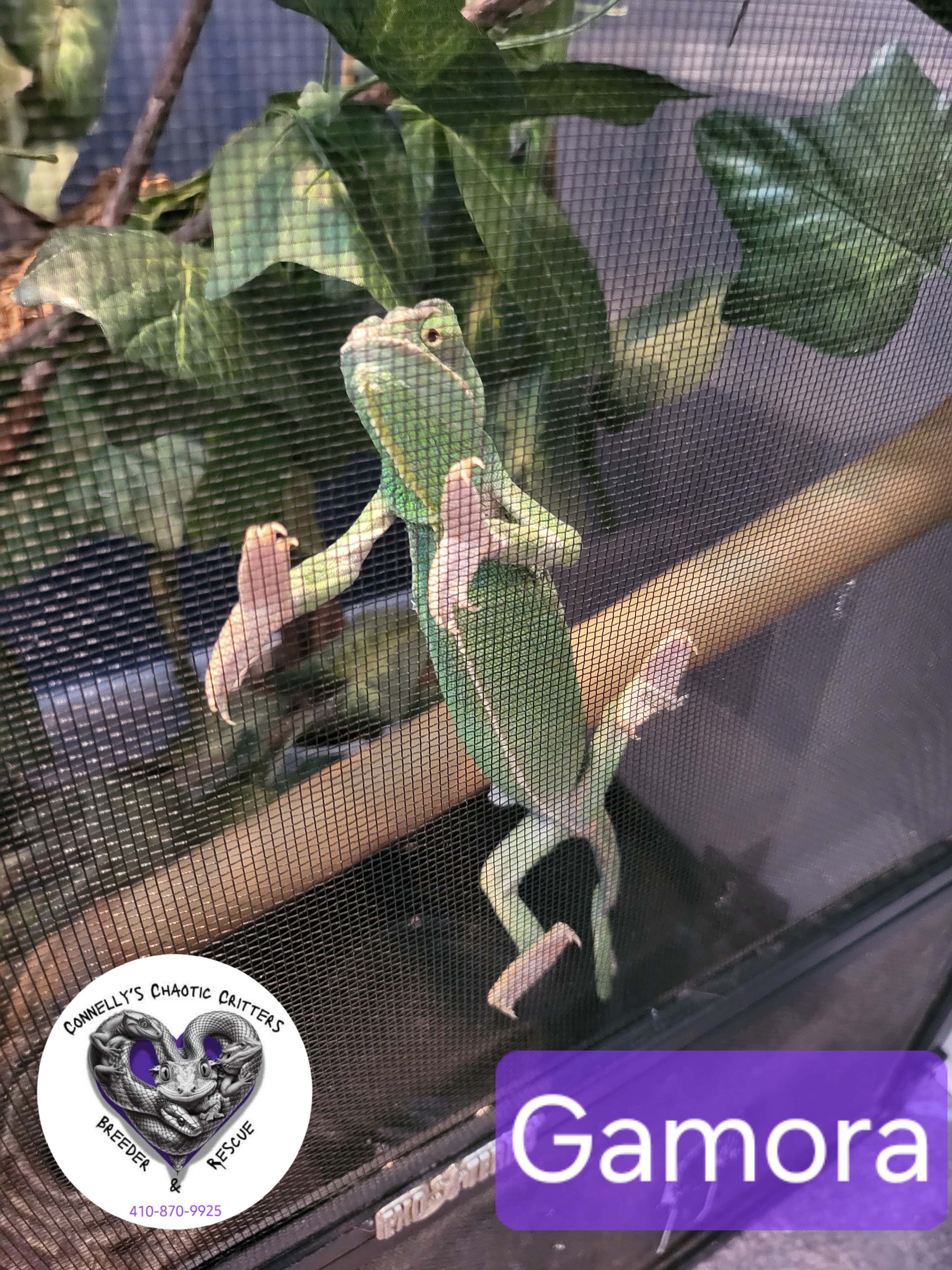 Chamelions