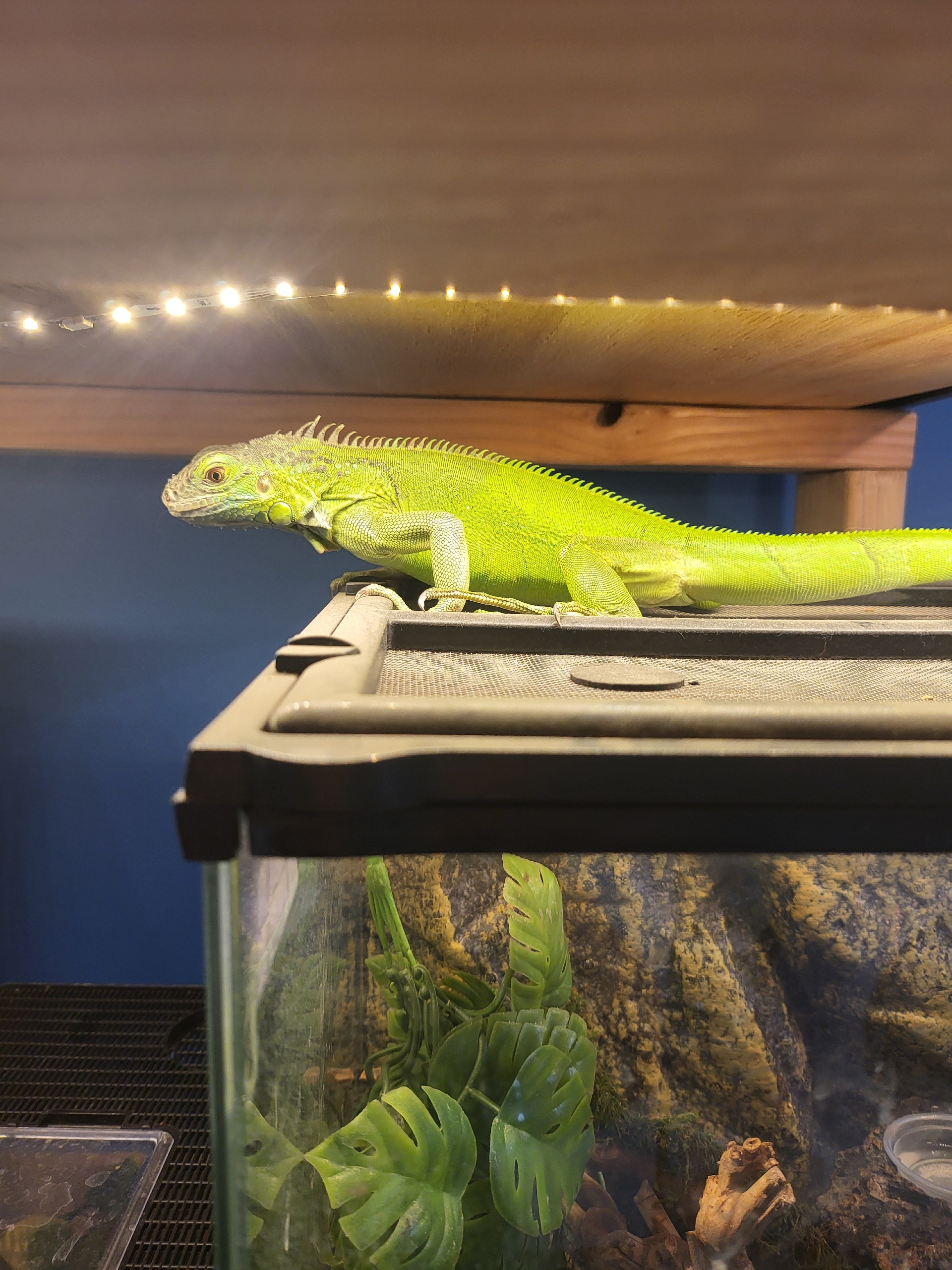 iguana