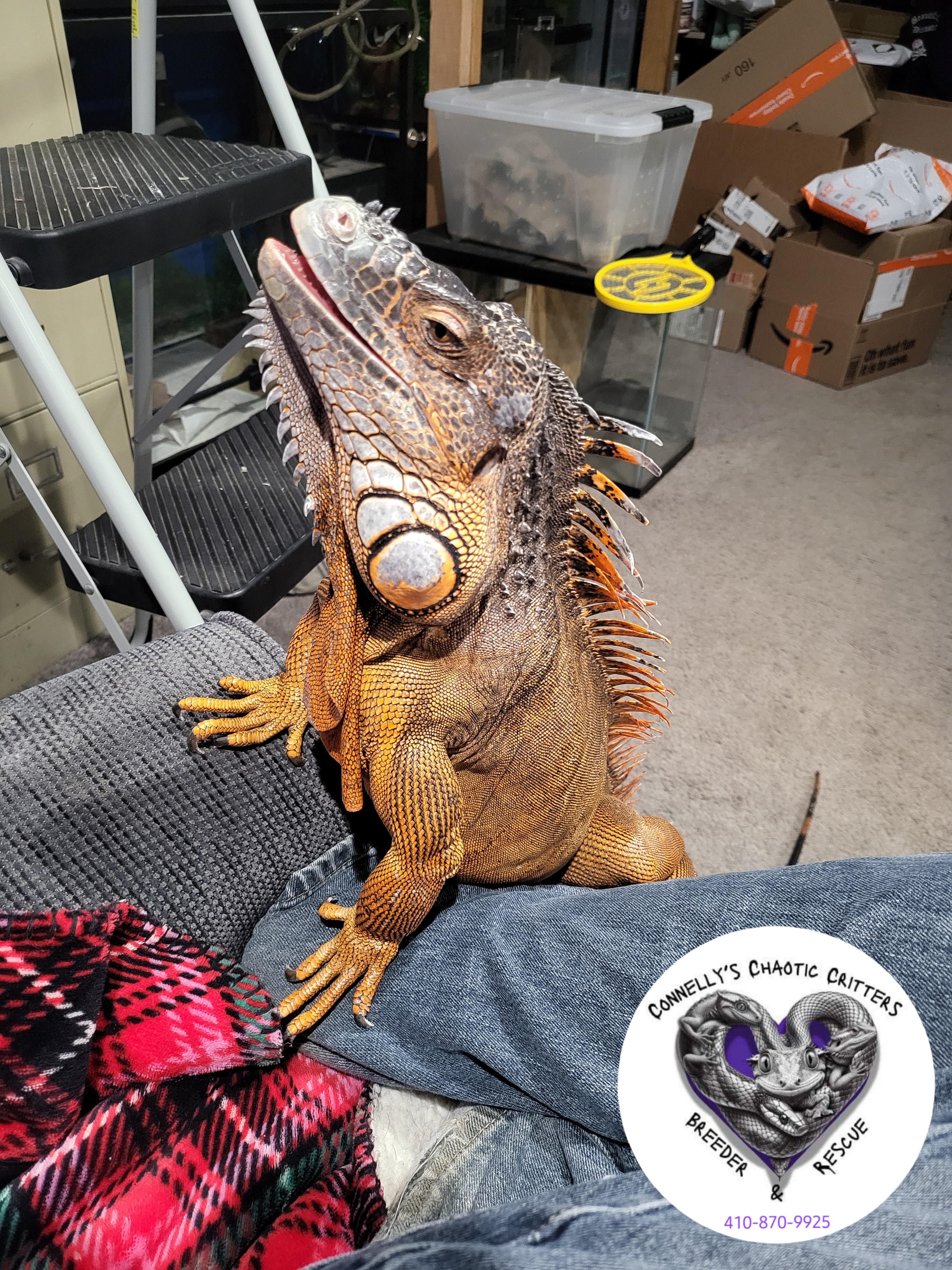 iguana